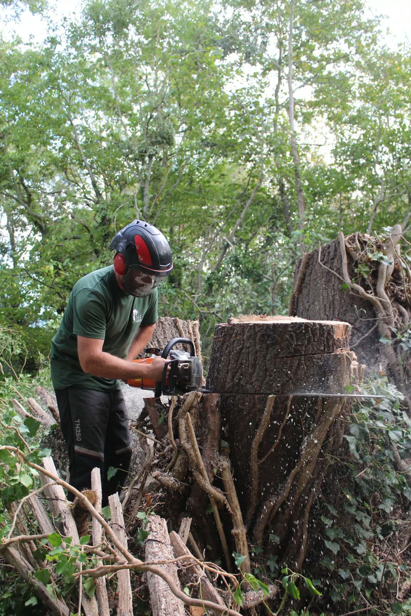 Regency Tree Services team chainsaw work close-up