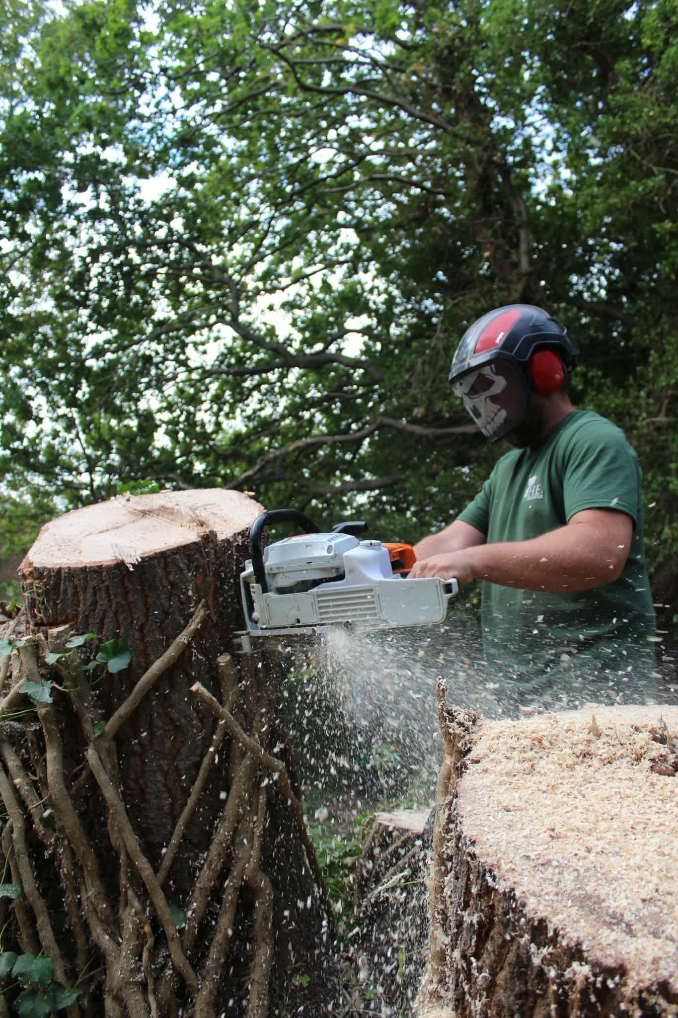 Team member in PPE with chainsaw on large stump