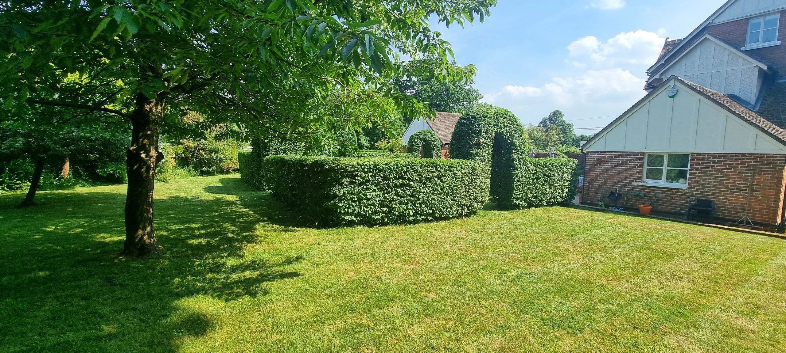 Manicured garden lawn with topiary hedges