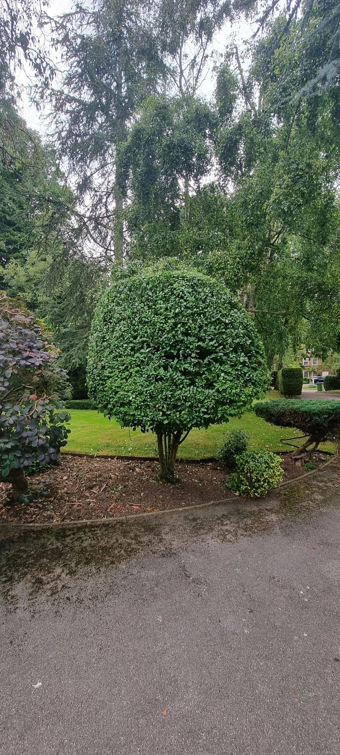 Topiary tree in formal garden landscape