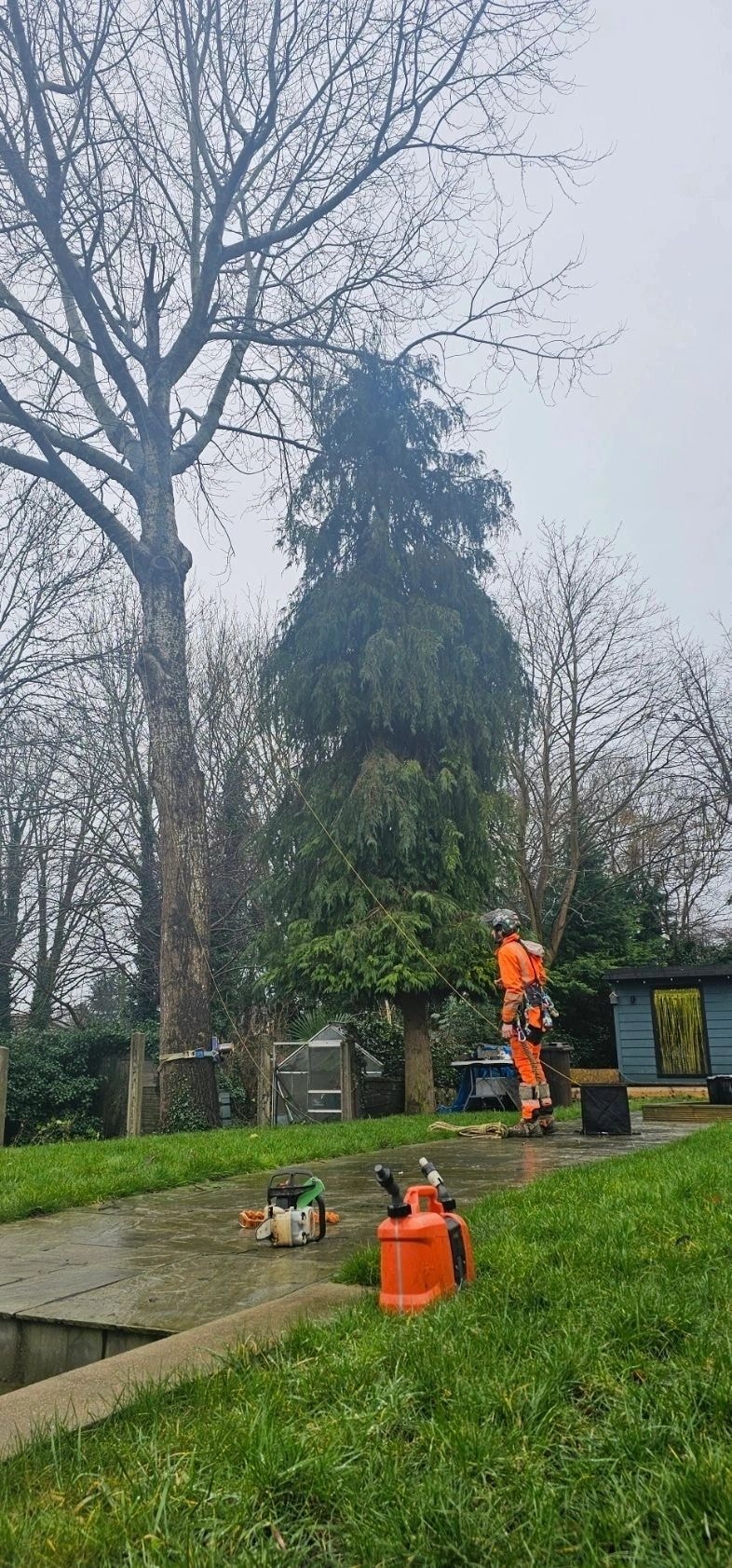 Arborist climbing tall evergreen tree