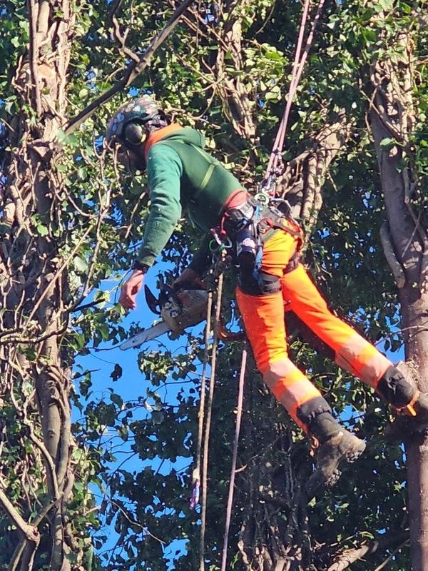 Arborist climbing tall tree with safety gear