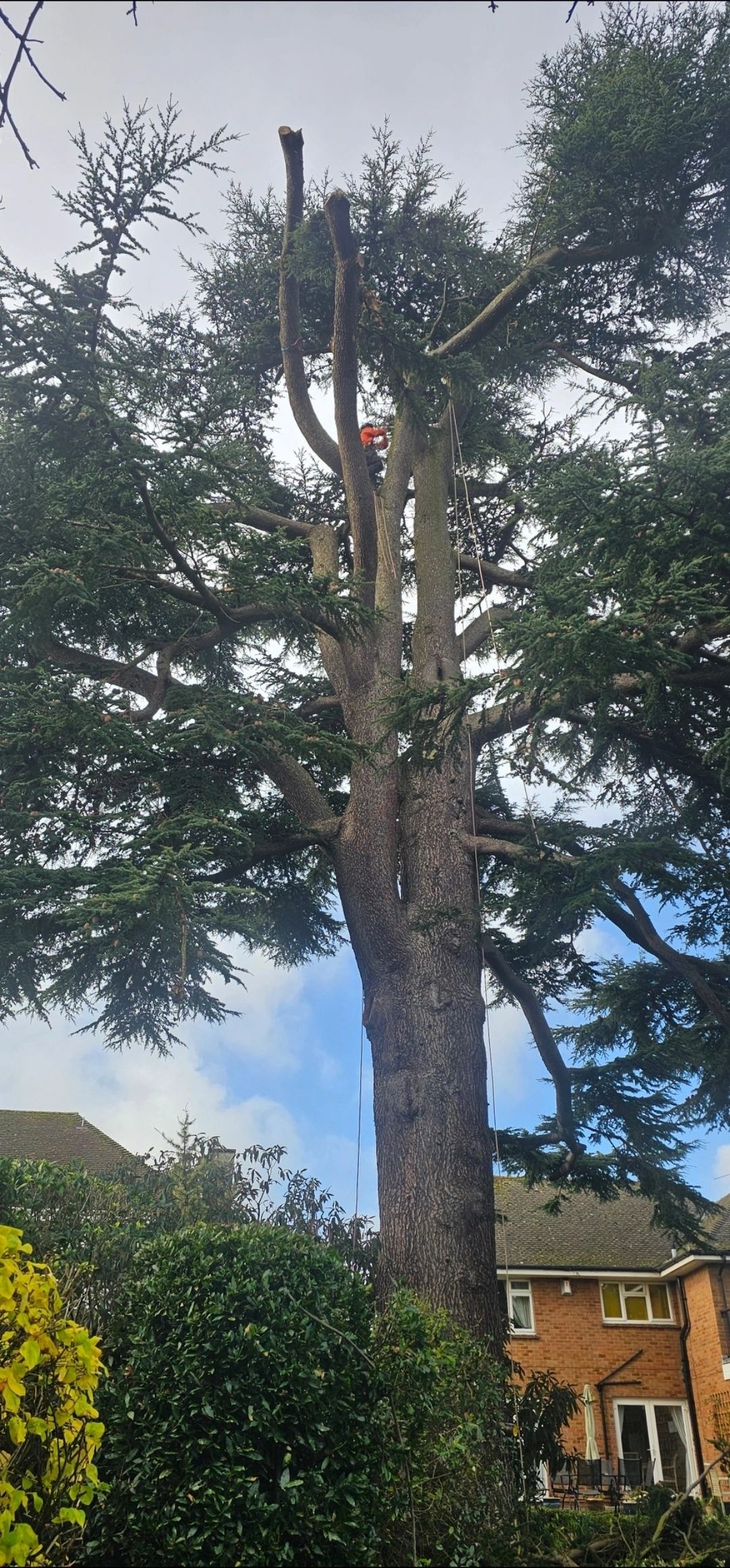 Beautiful garden after tree work