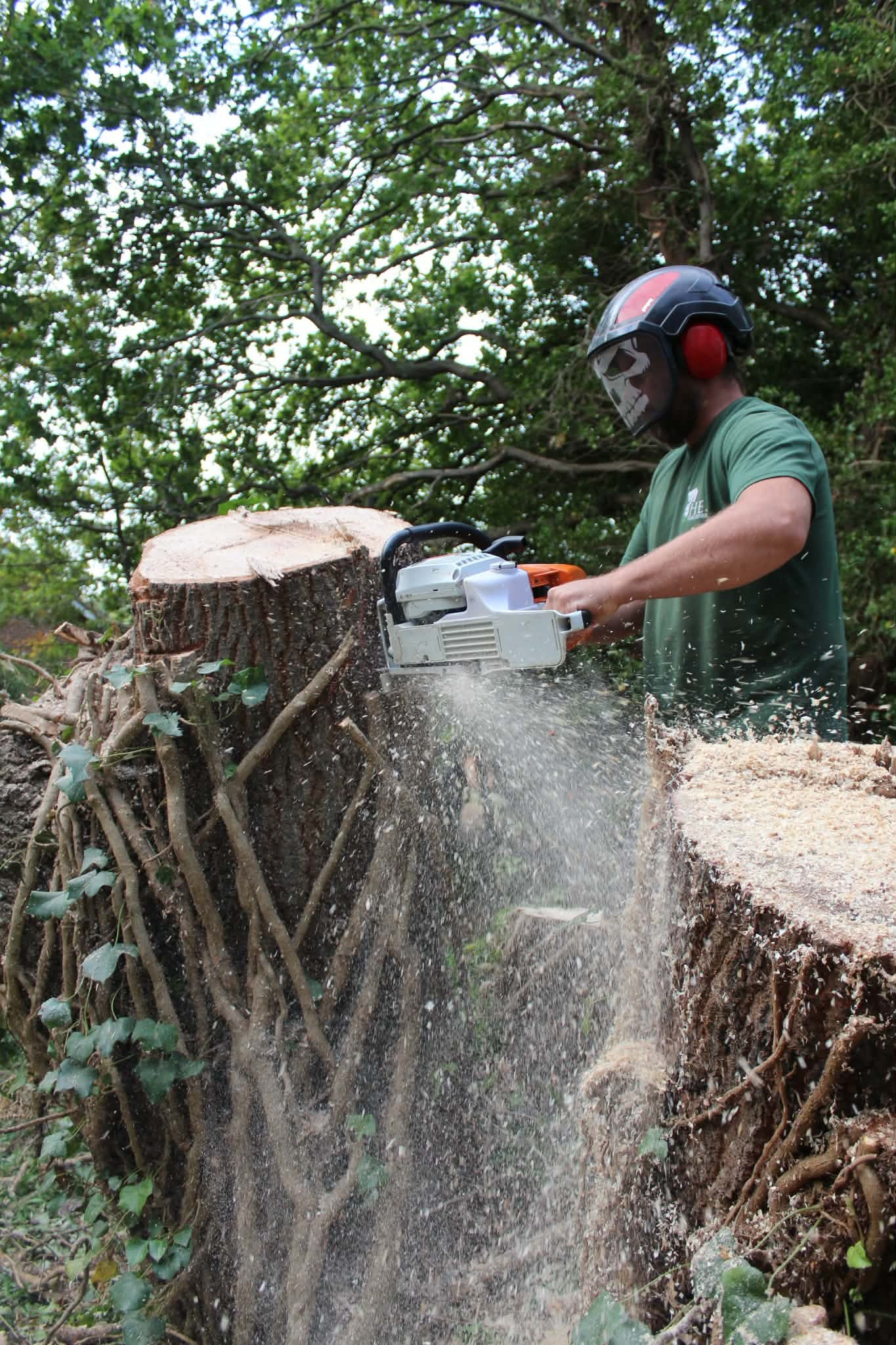 Team member in full PPE using chainsaw on large stump