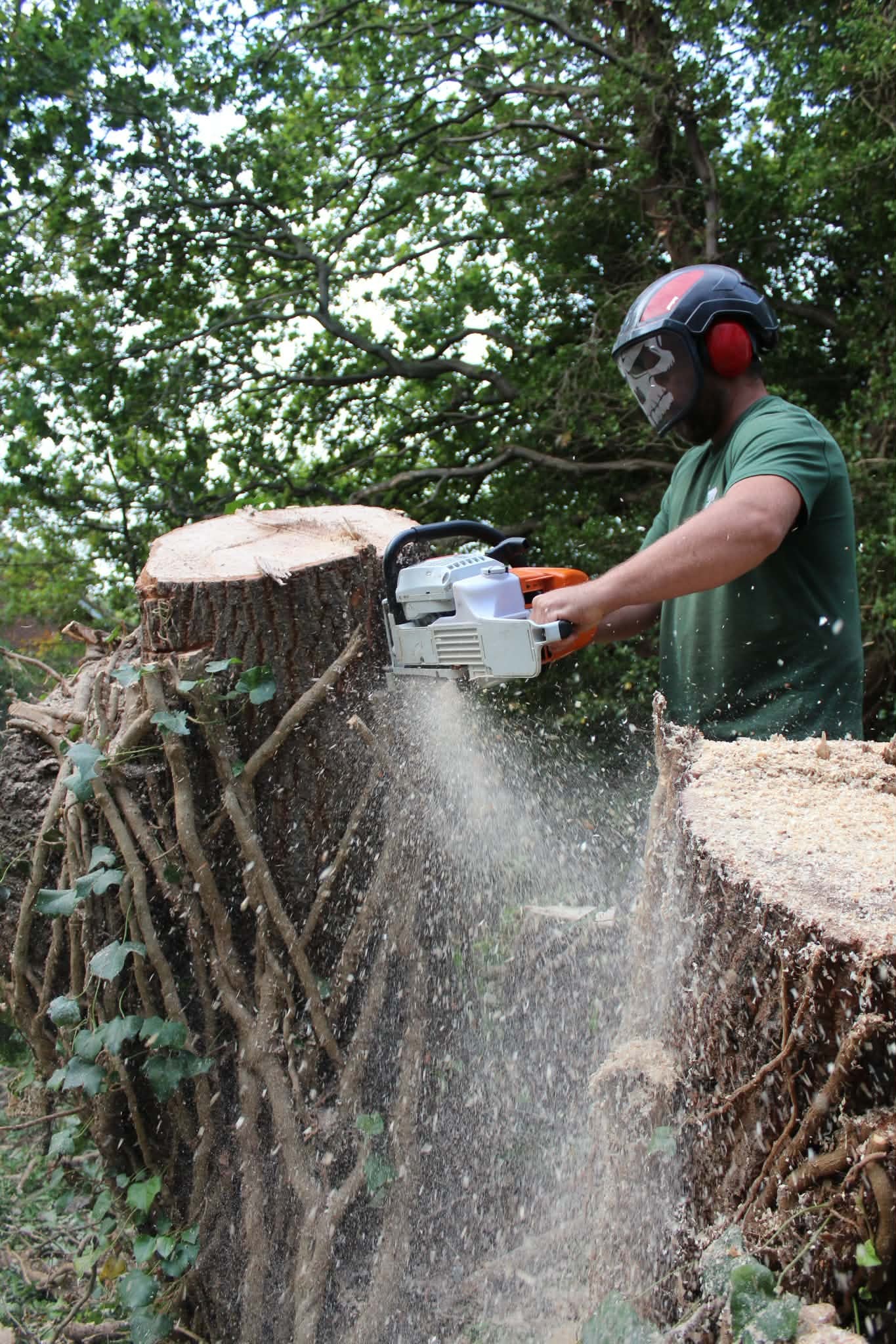 Team member in full PPE operating chainsaw on stump
