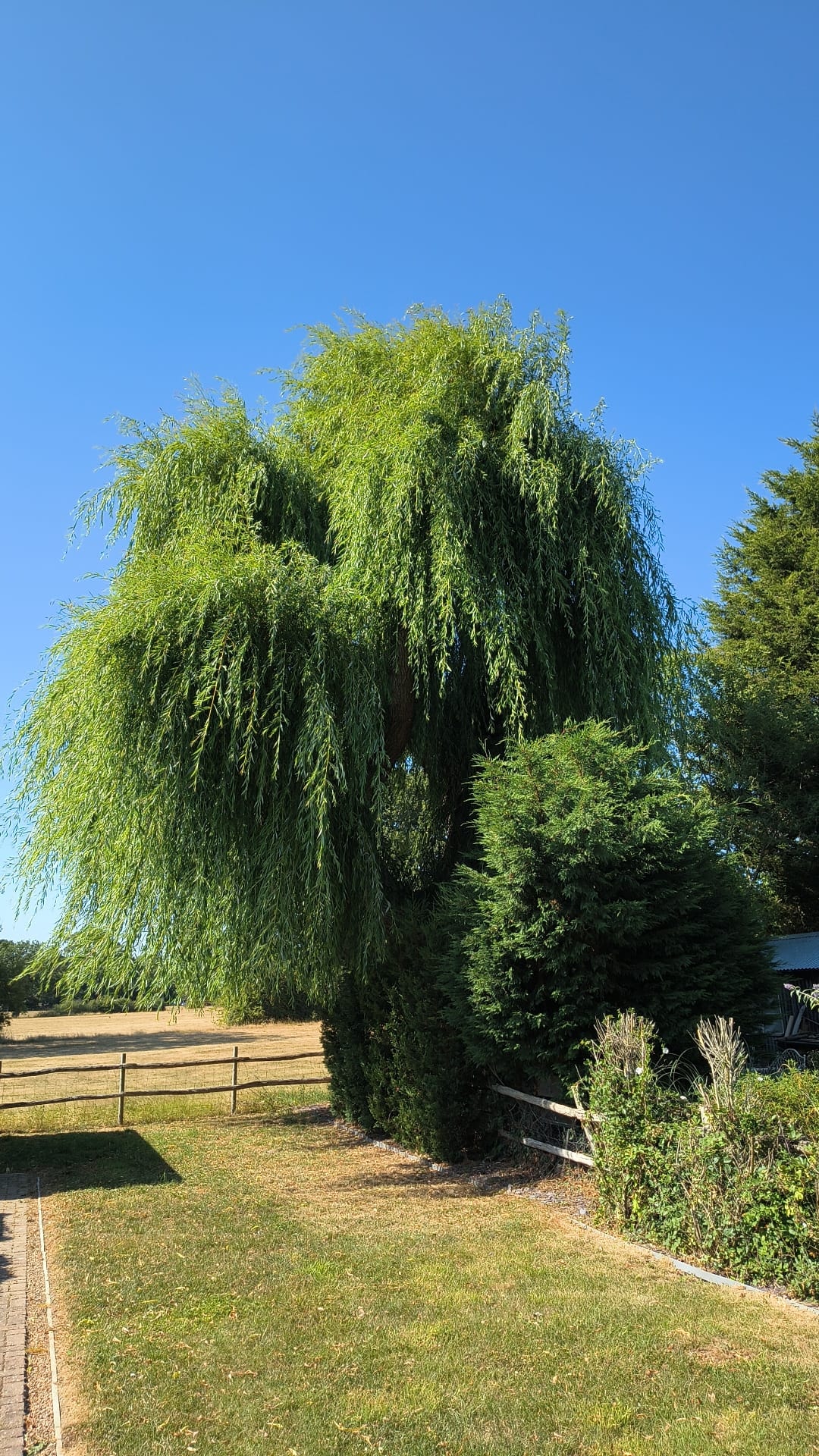The willow tree one year after its reduction and pollarding — fully recovered with healthy new growth